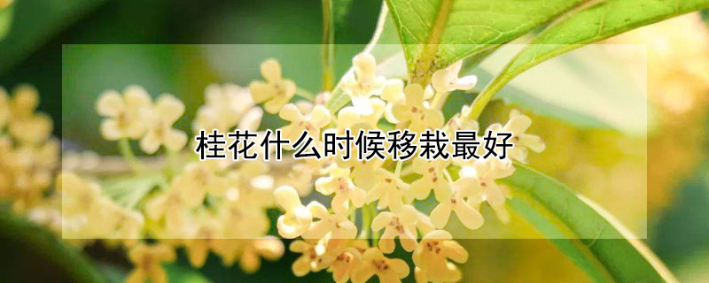 桂花什么时候移栽最好 桂花树什么时候插枝最好