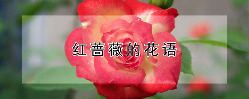 红蔷薇的花语 红蔷薇的花语是什么