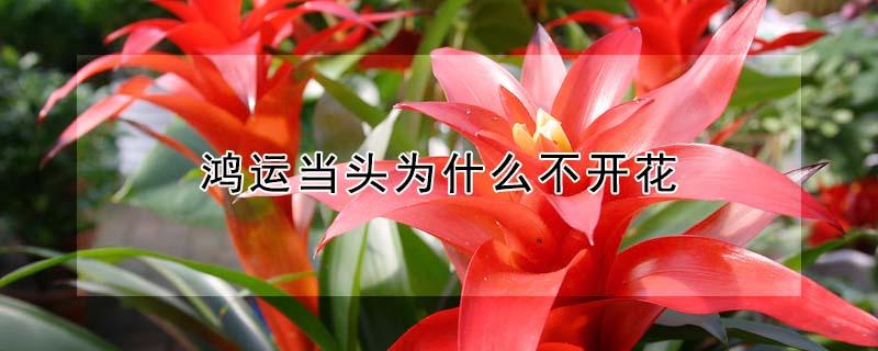 鸿运当头为什么不开花 鸿运当头为什么花不红