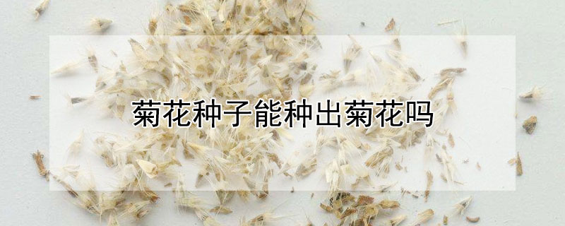 菊花种子能种出菊花吗 菊花种子能种出菊花吗视频