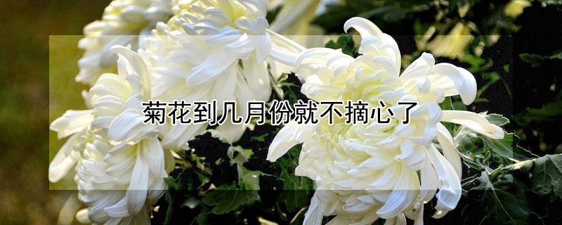 菊花到几月份就不摘心了（菊花什么时间停止摘心）