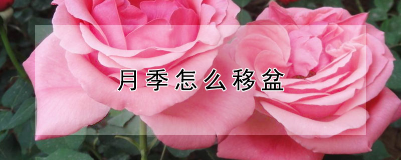月季怎么移盆（月季怎样移栽花盆中）