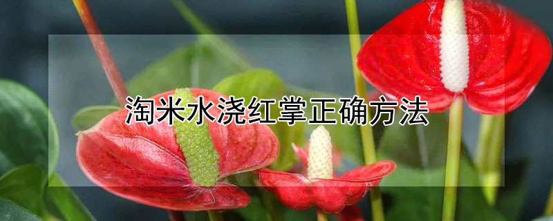淘米水浇红掌正确方法（淘米水浇红掌正确方法是什么）