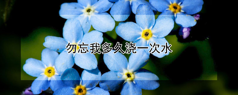 勿忘我多久浇一次水 勿忘我多久会枯萎