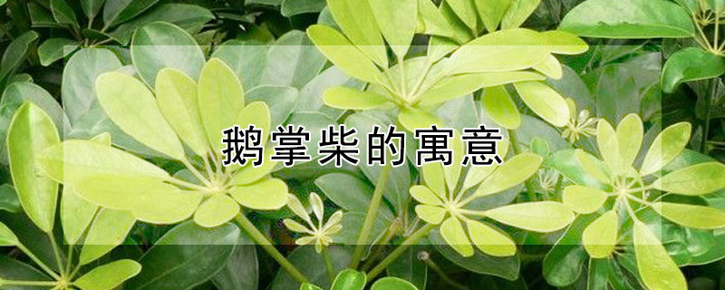 鹅掌柴的寓意 鹅掌柴的寓意与风水