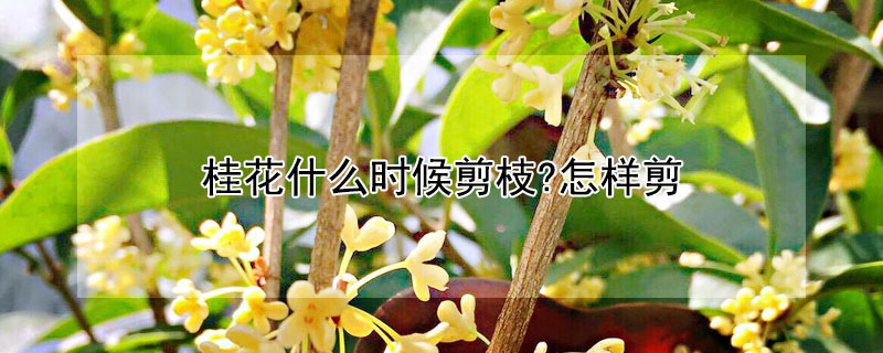 桂花什么时候剪枝?怎样剪 桂花在什么时候剪枝