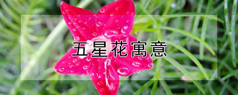 五星花寓意（五星花 花语）