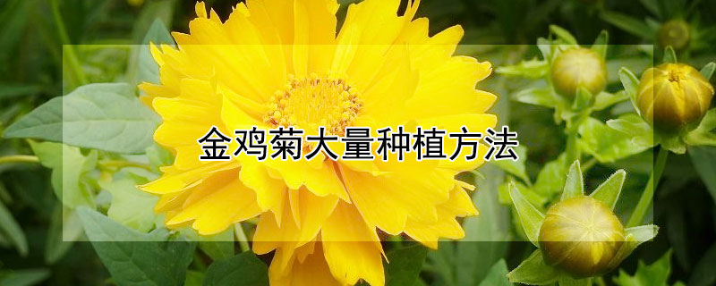 金鸡菊大量种植方法（金鸡菊大量种植方法和技术）