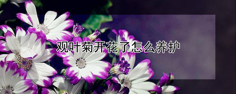 观叶菊开花了怎么养护（观叶菊开花了怎么养护好）