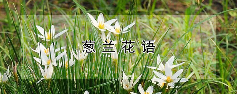 葱兰花语（葱兰花语句子）