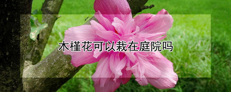 木槿花可以栽在庭院吗（木槿花可以栽院内吗）