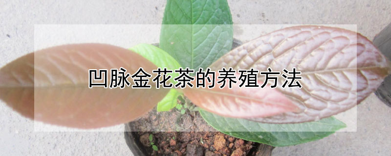 凹脉金花茶的养殖方法（凹脉金花茶品种好不好）