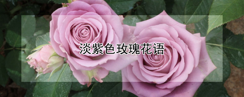 淡紫色玫瑰花语（淡紫色玫瑰花语是什么意思）