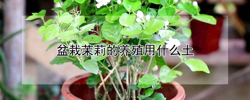 盆栽茉莉的养殖用什么土（盆栽茉莉用什么土最好）