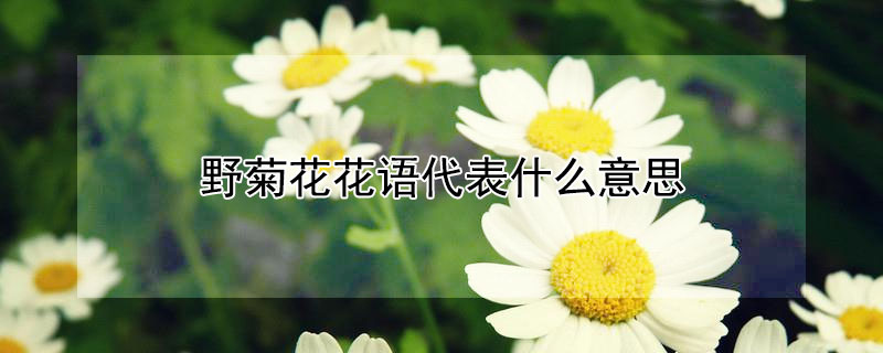 野菊花花语代表什么意思 野菊花的花语