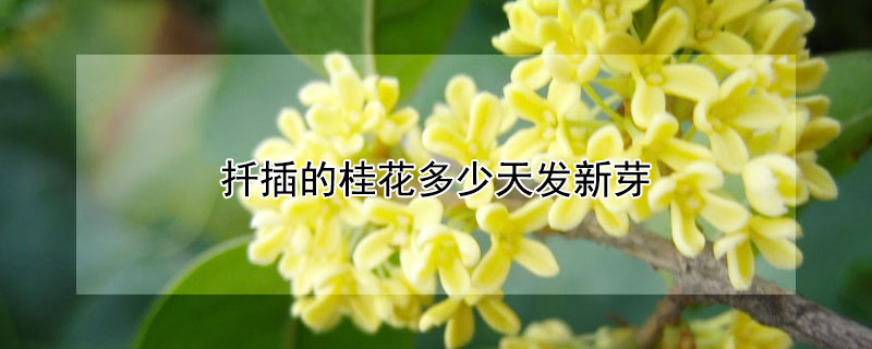 扦插的桂花多少天发新芽 扦插的桂花多少天发新芽啊