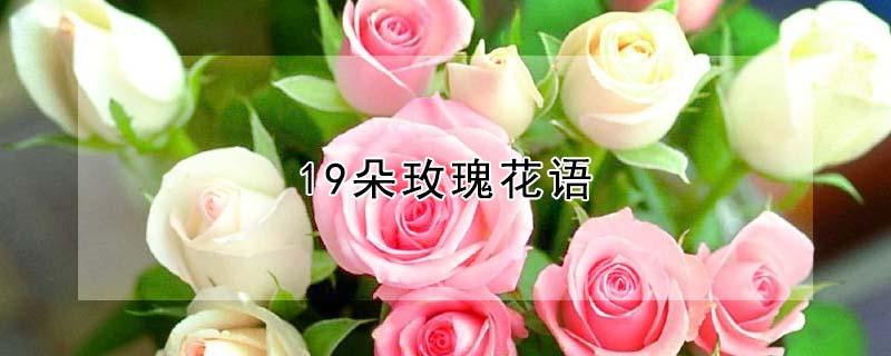 19朵玫瑰花语（19朵玫瑰花语和寓意）