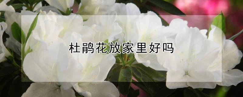 杜鹃花放家里好吗 杜鹃花放家里好吗?