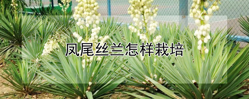 凤尾丝兰怎样栽培 凤尾丝兰怎样栽培成活率高