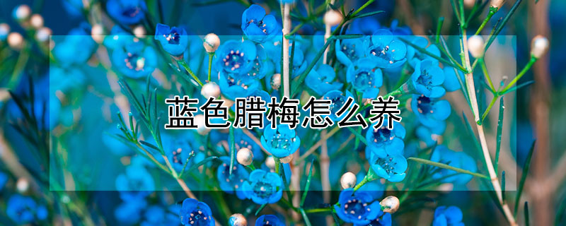 蓝色腊梅怎么养（蓝色腊梅怎么养活）