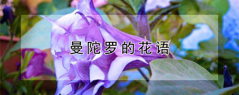 曼陀罗的花语（黑色曼陀罗的花语）