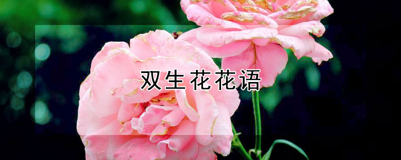 双生花花语（双生花花语图片）