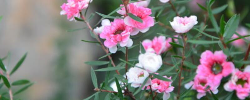 松红梅的花语 松红梅的花语是什么