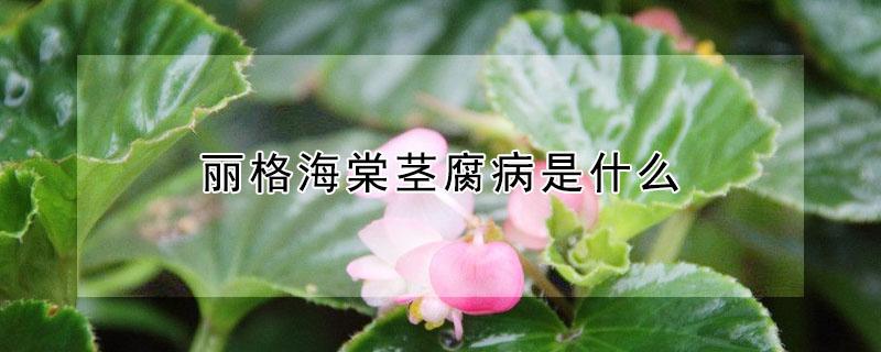 丽格海棠茎腐病是什么（丽格海棠茎部腐烂怎样救治?）