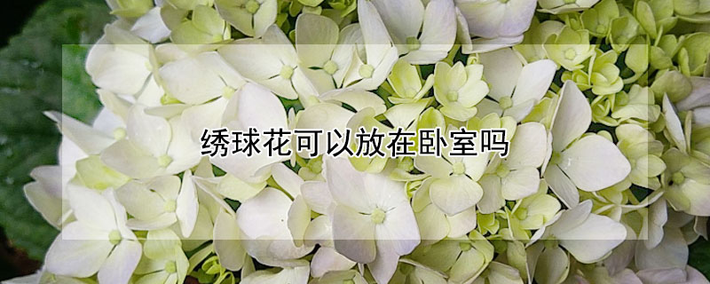 绣球花可以放在卧室吗 绣球花可以放在卧室吗风水好吗