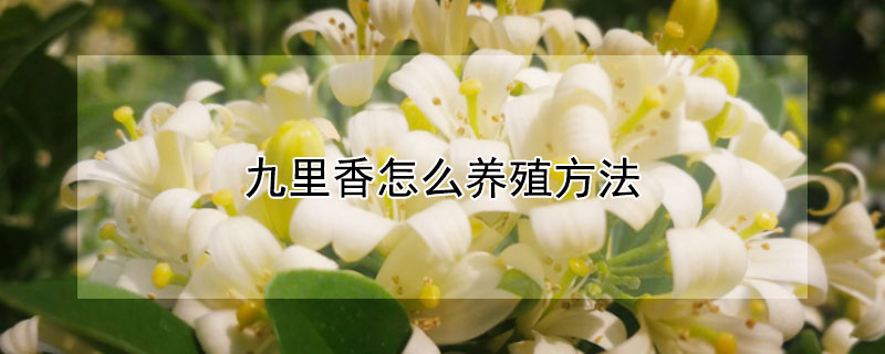 九里香怎么养殖方法（九里香怎么养殖方法图解）