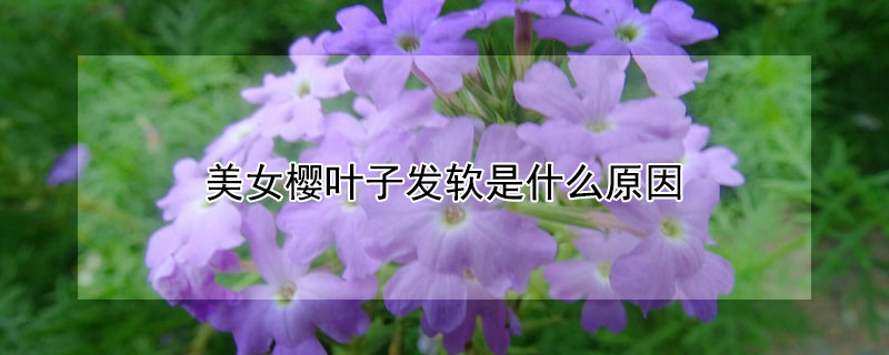 美女樱叶子发软是什么原因 美女樱的叶子打蔫