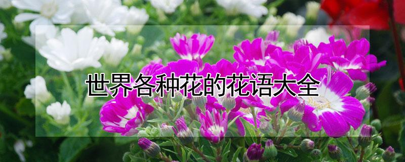 世界各种花的花语大全 世界各种花的花语大全名字