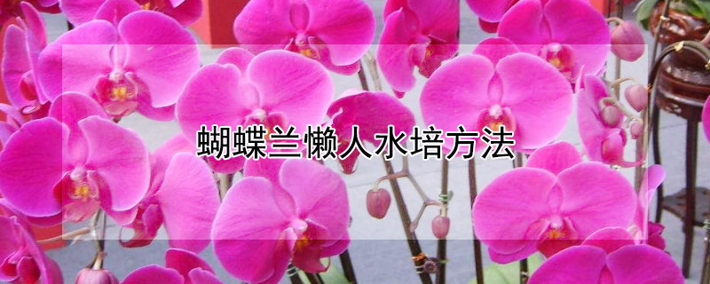 蝴蝶兰懒人水培方法（蝴蝶兰水培生根只需五个步骤）