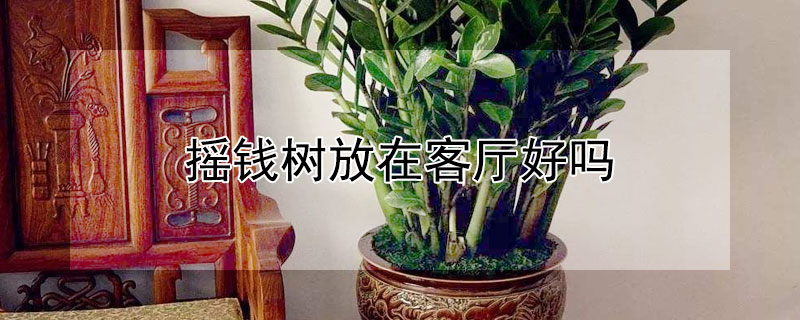 摇钱树放在客厅好吗（摇钱树放客厅什么位置合适）