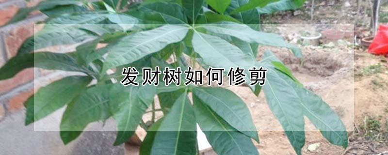 发财树如何修剪 发财树如何修剪视频