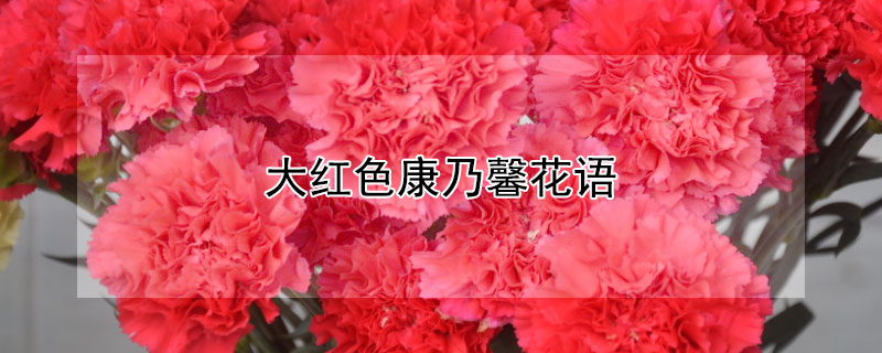 大红色康乃馨花语（大红色康乃馨花语和寓意图片）