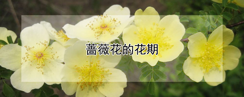 蔷薇花的花期（蔷薇花的花期在惊蛰吗）