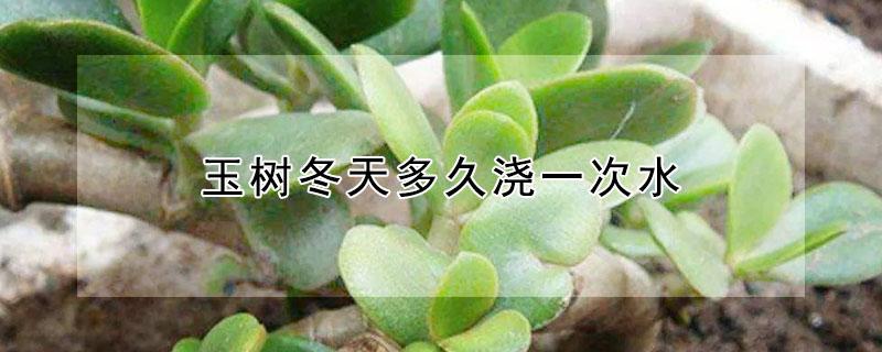 玉树冬天多久浇一次水 玉树冬天多长时间浇一次水