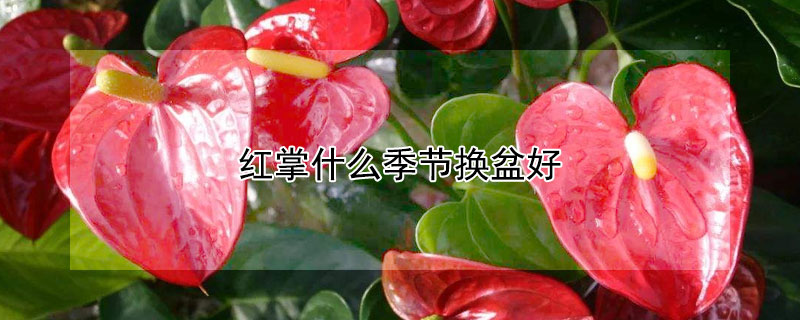 红掌什么季节换盆好 红掌什么季节换盆好活