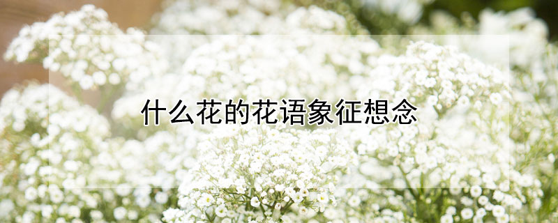 什么花的花语象征想念 什么花的花语象征想念呢