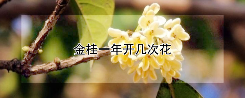 金桂一年开几次花 金桂一年开几次花好