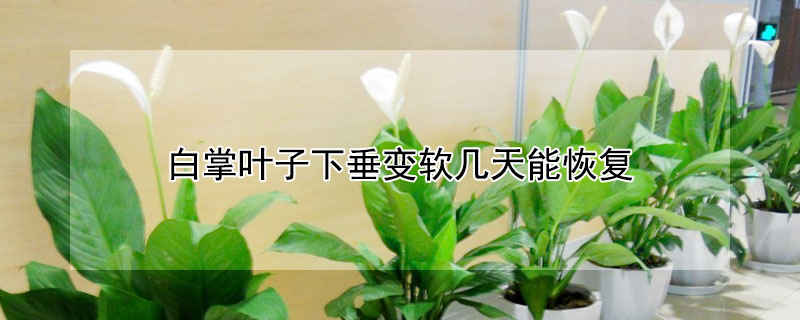 白掌叶子下垂变软几天能恢复（白掌叶子下垂变软几天能恢复原状）