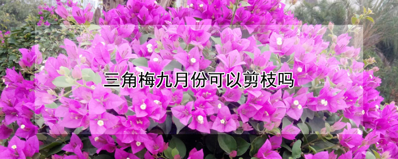 三角梅九月份可以剪枝吗（三角梅九月份可以扦插吗）