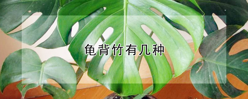 龟背竹有几种（龟背竹有几种形状）