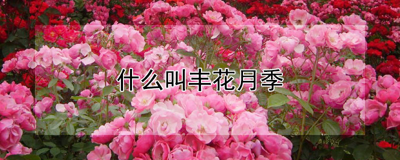 什么叫丰花月季（什么是丰花月季）
