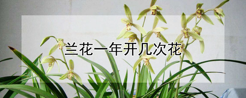 兰花一年开几次花 小国魂兰花一年开几次花