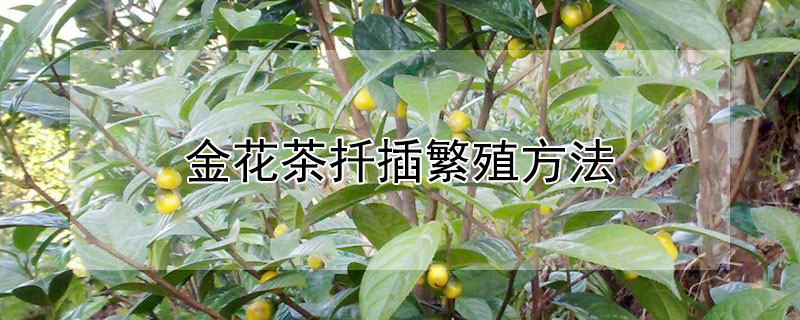 金花茶扦插繁殖方法 金花茶扦插繁殖方法图解
