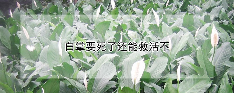 白掌要死了还能救活不 白掌蔫了还能救活吗