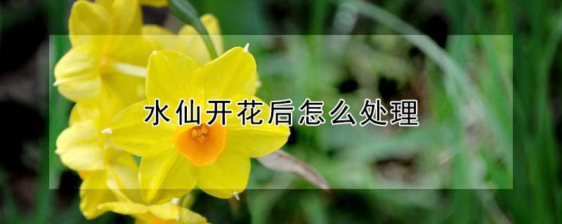 水仙开花后怎么处理（水仙开完花后如何处理）