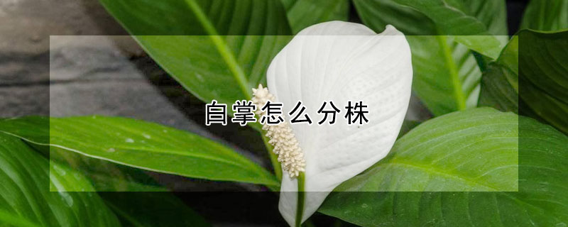白掌怎么分株 白掌怎么分株视频